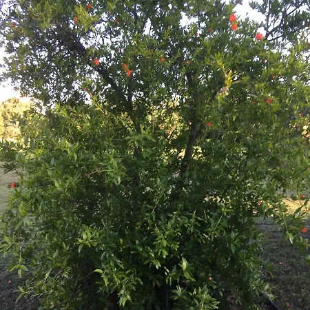 La Maison Di Zia Annina ゲストハウス 3*