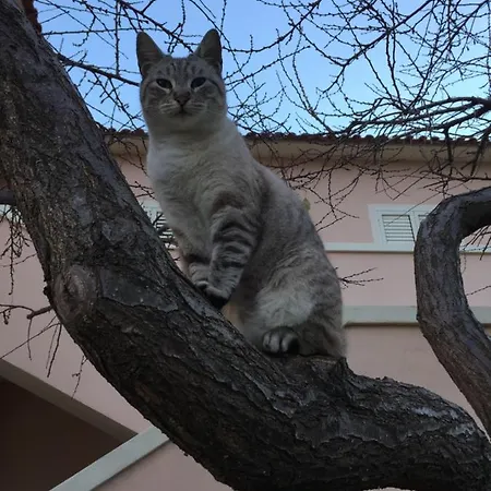 La Maison Di Zia Annina オルビア